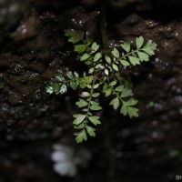 Acrotrema dissectum Thwaites